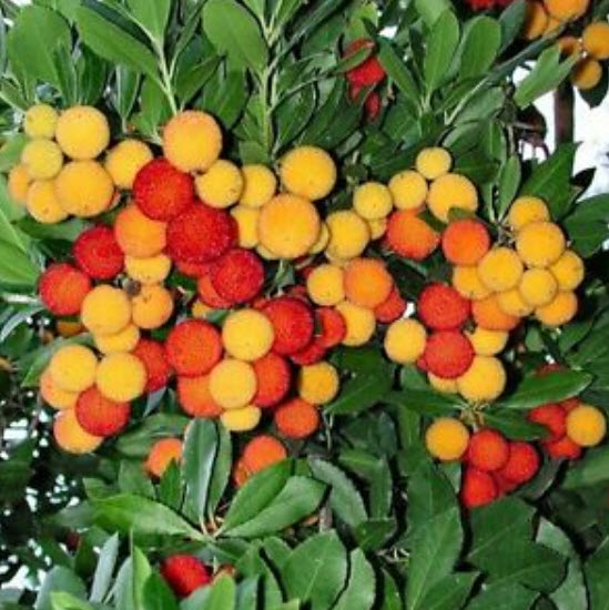 สตรอว์เบอร์รีต้น (Strawberry tree) / 20 เม็ด (Spain)