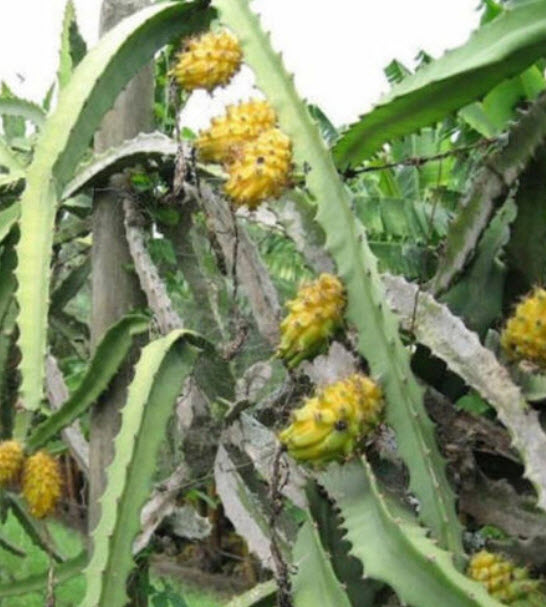 แก้วมังกร (Pitaya) เปลือกเหลือง เนื้อแดง / 50 เม็ด