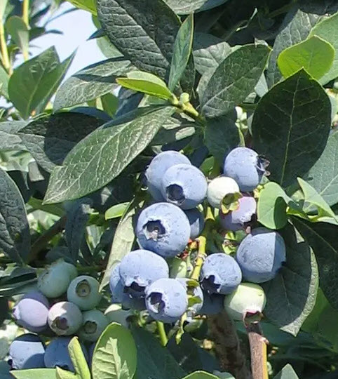 ต้นบลูเบอรี่ มิสตี้ Blueberry Misty อายุต้น 4 ปี+ สูง 60- 90 ซ.ม.
