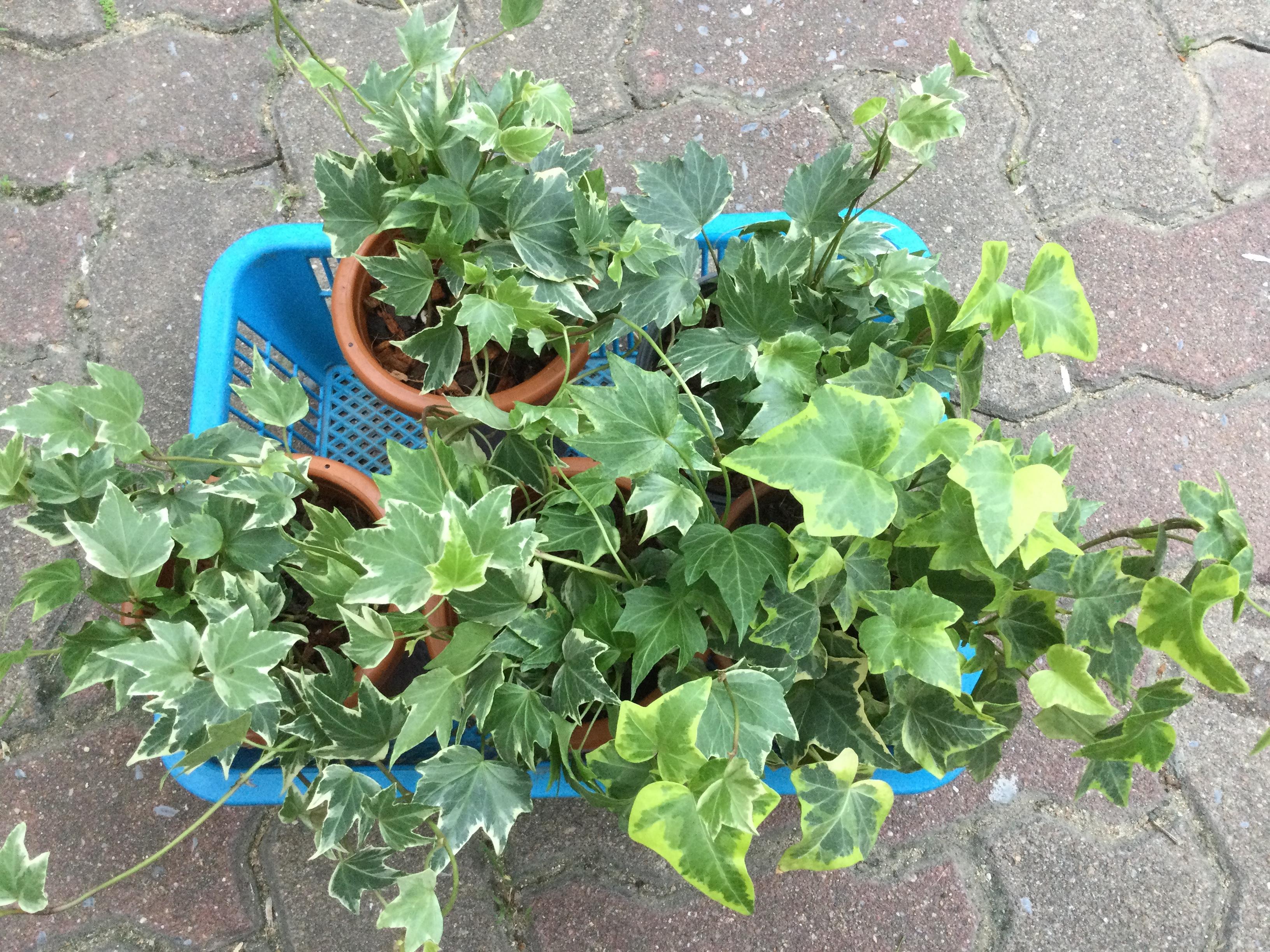 ต้นไอวี่ ใบด่างขาว กระถาง 4 นิ้วทรงสูง / ต้น