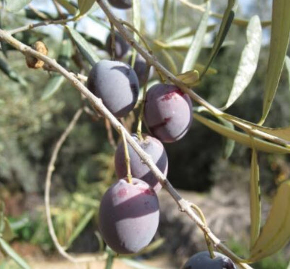 มะกอกโอลีฟ (common Europe Olive) / 5 เม็ด (Portugal)
