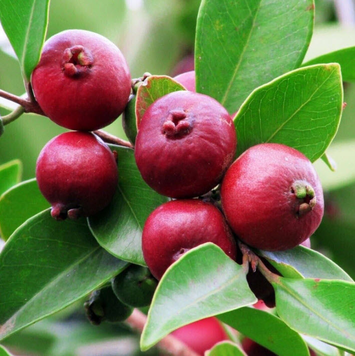 ต้น ฝรั่งสตรอเบอรี่ สีแดง เพาะเมล็ด สูง 30-40 ซ.ม.