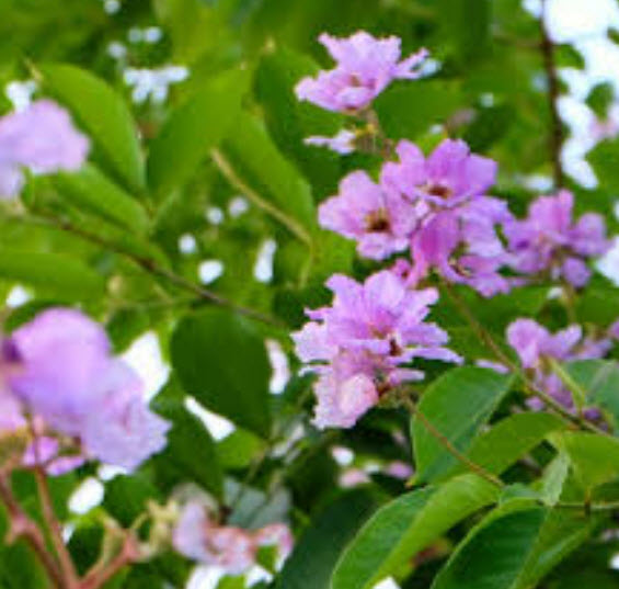เมล็ดตะแบก (Bungor) / 100 เม็ด