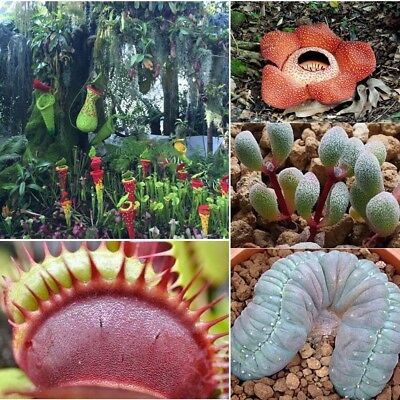 กาบหอยแครง ตายักษ์ (Dionaea) คละแบบ / 100 เม็ด
