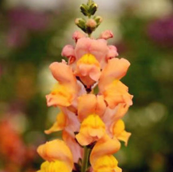 ดอกลิ้นมังกร (Snapdragon) คละ / 100 เม็ด