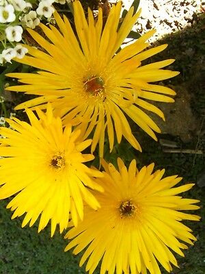 ไอซ์แพล้นท์ (Ice Plant) สีเหลือง / 100 เม็ด (USA)