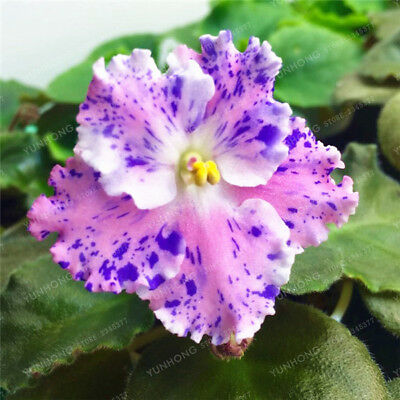 แอฟริกันไวโอเล็ต (African violet) คละ / 100 เม็ด (นอก)
