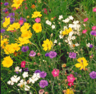 ดอกไม้ป่า (Wildflowers) พื้นที่มีน้ำใต้ดิน คละ / 200 เม็ด