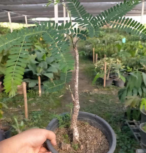 ต้นทองพลุ (Colville's Glory) สูง 20-40 ซ.ม.