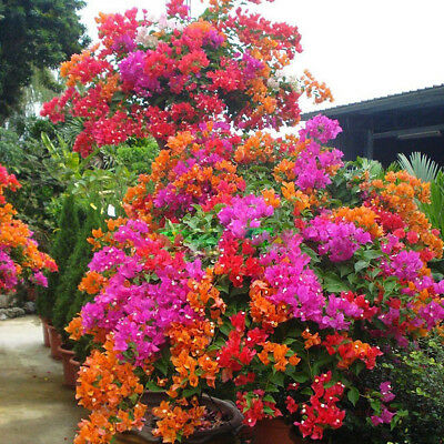 เฟื่องฟ้า (Bougenvillea) คละ / 200 เม็ด (China)