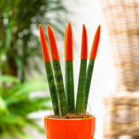 งาช้าง (Sansevieria Cylindrica) สีส้ม / 50 เม็ด (Vietnam)
