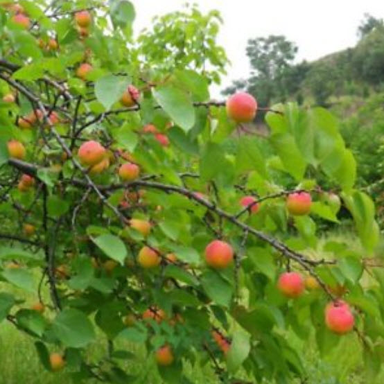 แอพปริคอทหวาน (Sweet Apricot) / 10 เม็ด