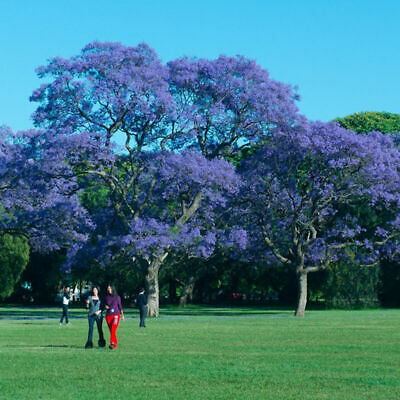 ศรีตรัง (Jacaranda) น้ำเงิน / 10 เม็ด (นอก)