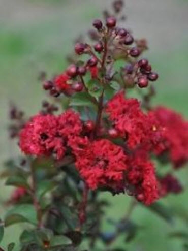 เมล็ดยี่เข่ง สีแดง / 5 เม็ด (Australia)