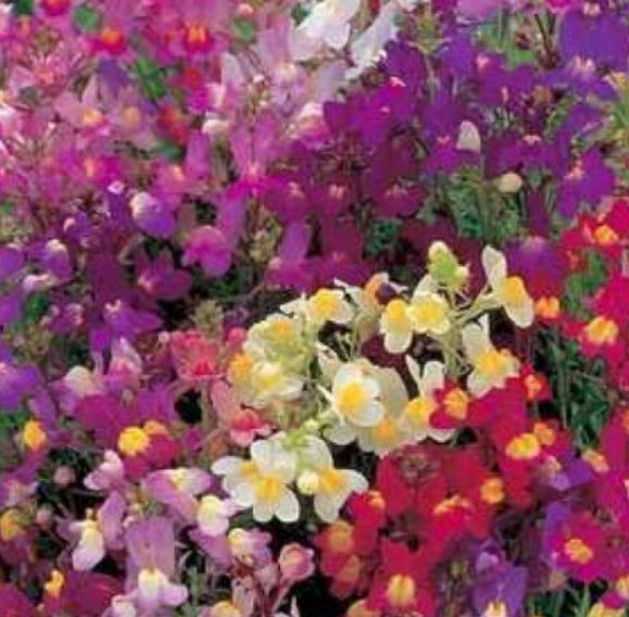โทดแฟล็กซ์ (Toadflax) คละ / 500 เม็ด (USA)