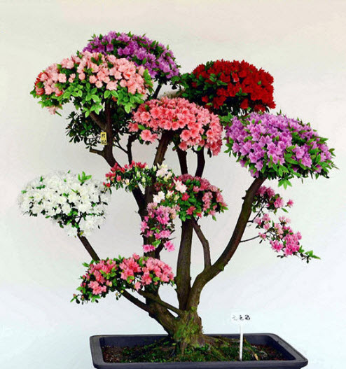 กุหลาบพันปีบอนไซ แฟนซี / 10 เม็ด