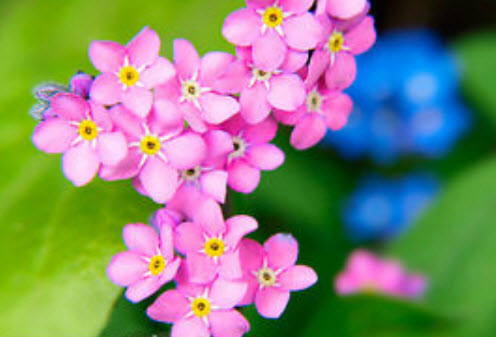 อัลไพน์ ฟอร์เก็ตมีน็อท (Alpine Forget-me-not) สีชมพู / 1,000 เม็ด (UK)