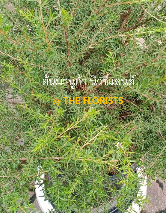 ต้นมานูก้า นิวซีแลนด์ ดอกสีขาว (Manuka) กระถาง 10 นิ้ว สูง 50-70 ซ.ม. / ต้น