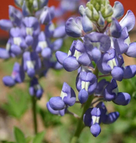 บลูบอนเน็ต (Bluebonnet) / 25 เม็ด (USA)