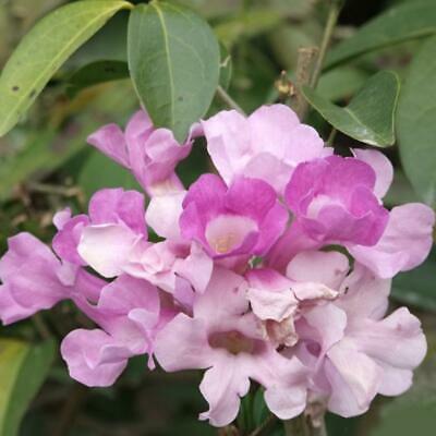 ดอกระฆัง หรือแคมพานูล่า (Campanula) ซ้อน สีชมพู / 50 เม็ด (นอก)