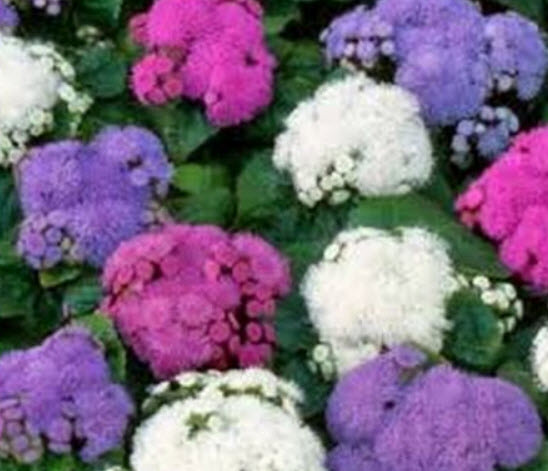 อะเจอราตุ้ม คละ (Ageratum) / 200 เม็ด (USA)