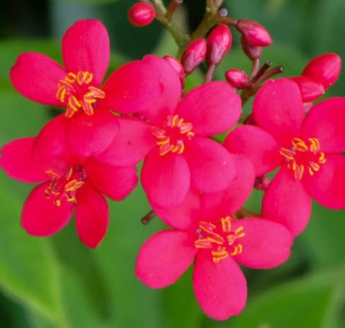 ต้นเข็มปัตตาเวีย กระถาง 8 นิ้ว สูง 40-60 ซ.ม.