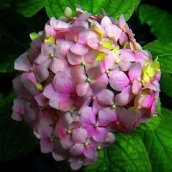 ไฮเดรนเยีย (Hydrangea) ดอกหลายสี (A) /10 เม็ด