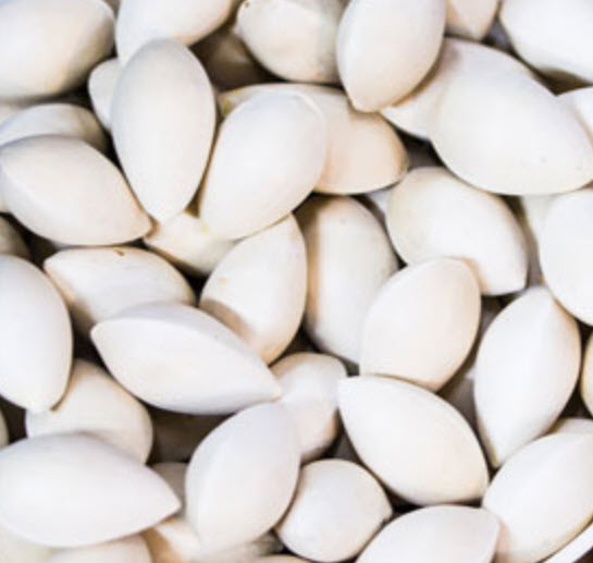 ต้นกล้า แปะก๊วย Ginkgo เพาะเมล็ดจากจีน กระถางสีอิฐ 4 นิ้ว