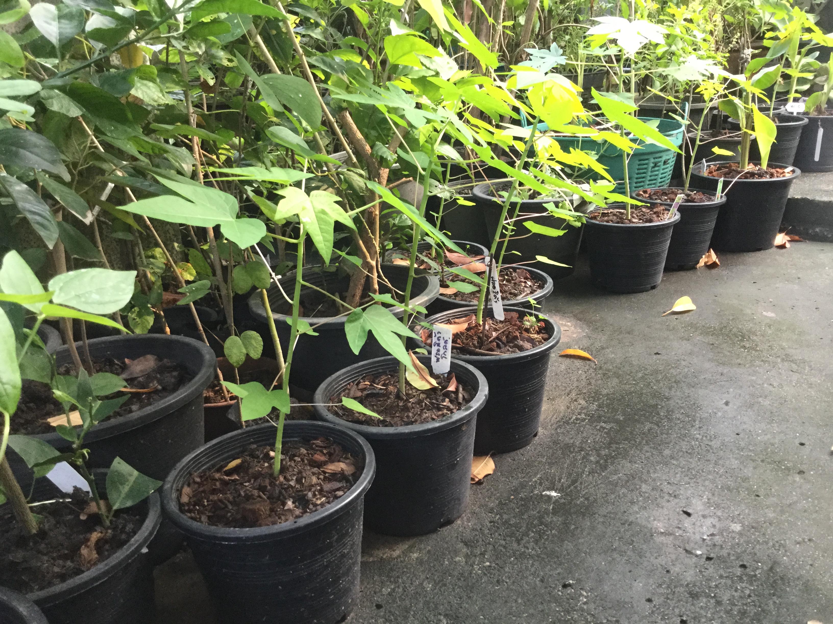 ต้นกล้ามะละกอ ฟลอริด้า โกลด์ กระถาง สูง 20-30 ซ.ม. / ต้น (พันธุ์จาก USA)