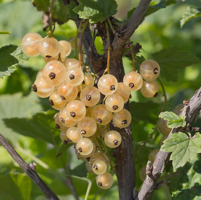 ไวท์ เคอแร้นท์ (White Currant) / 25 เม็ด (นอก)