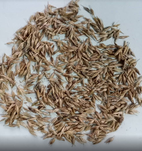 หญ้าน้ำพุจีน (Chinese Fountain Grass) / 100 เม็ด (France)*