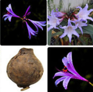 หัวว่าน (Amaryllis Bulb) ดอกสีม่วง / หัว (นอก)