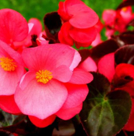 บิโกเนียใบมัน (Wax Begonia) สีแดง / 1,000 เม็ด (UK)