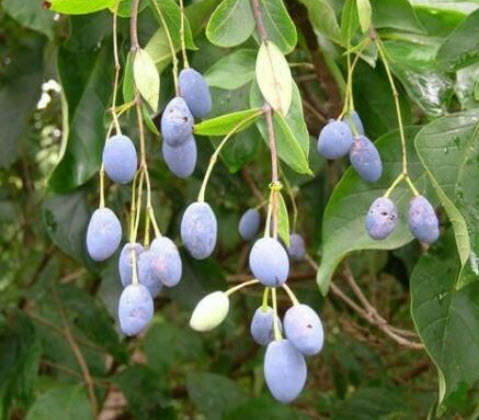 ฟริงก์ หรือไวท์ ฟริงก์ (Fringe tree) / 5 เม็ด (USA) หายากมาก