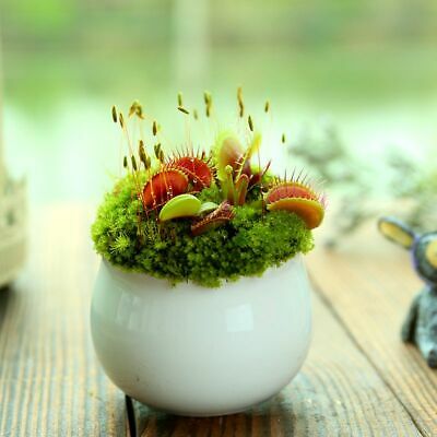 กาบหอยแครง (Venus Flytrap) / 100 เม็ด (S079)