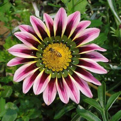 กาซาเนีย หรือพระจันทร์ทรงกลด (Gazania) คละ / 200 เม็ด