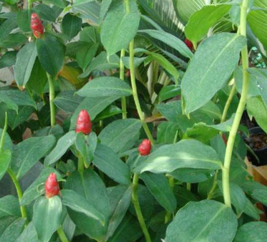 ต้นเอื้องหมายนา ดอกแดง กระถาง 8 นิ้ว (ชุด 2 ต้น)