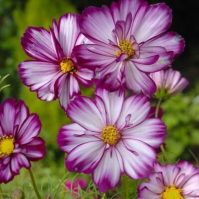 ดาวกระจาย (Cosmos - Fizzy Rose Picotee) / 100 เม็ด (UK)