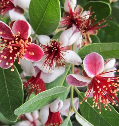 ต้นฝรั่งเฟยโจว ฝรั่งสับปะรด พันธุ์ Andre สูง 50-70 ซ.ม. ต้นไม้นำเข้า