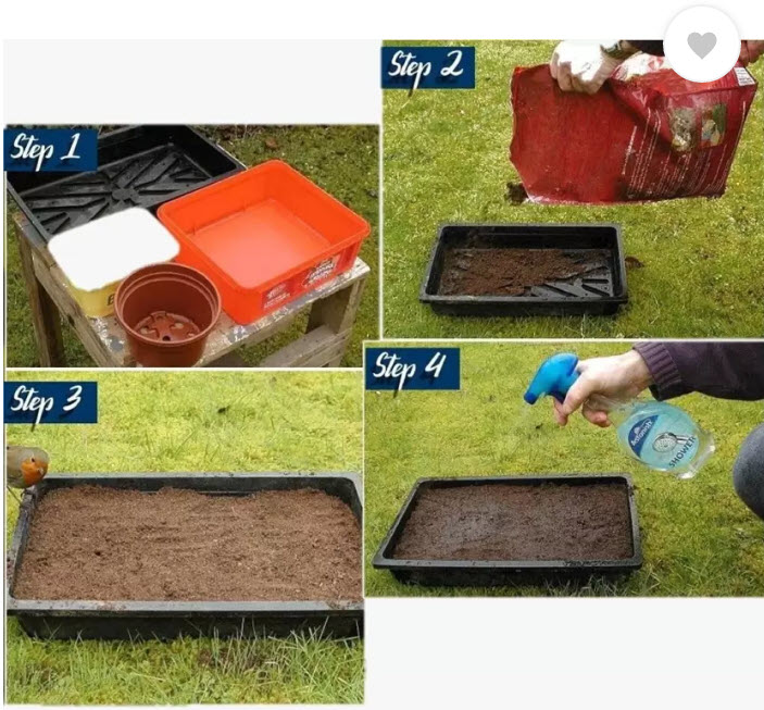 บลูบอนเน็ต / เท็กซัส บลูบอนเน็ต (Blue Bonnet) / 100 เม็ด (USA)