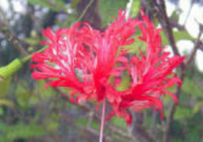 ต้นพู่ระหง ดอกฝอย กระถาง 8-10 นิ้ว สูง 40-60 ซ.ม.