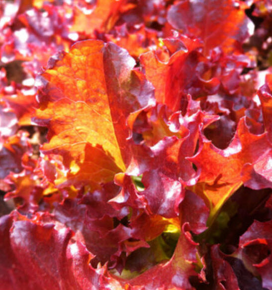 สลัดผักกาดแดง (Red Leaf Lettuce) / ซอง 100 เม็ด