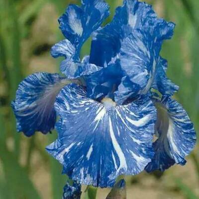 ฟาแลนน็อปซิส คละ / 50 เม็ด