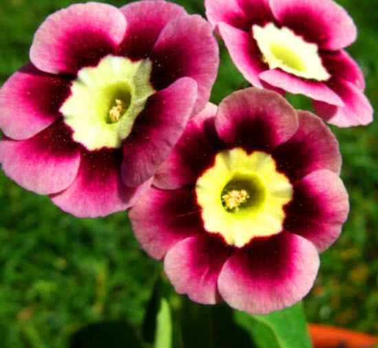 โพลีแอนธัส (Polyanthus / Primrose Auricula) คละ / 150 เม็ด (UK)