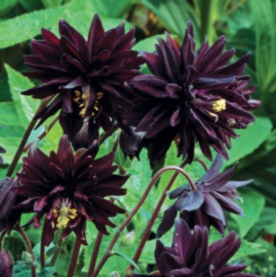 โคลัมบายน์ (Columbine Barlow) คละ / 300 เม็ด (UK)