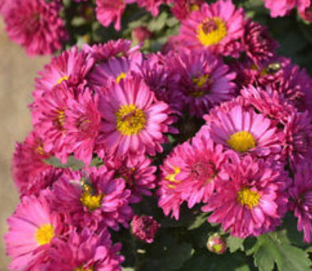 เบญจมาศ คลุมดิน คละสี / ซอง 30 เม็ด (A274)