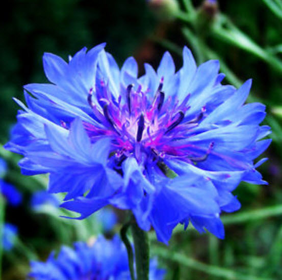 คอร์นฟลาวเวอร์ (Cornflower) สีฟ้า / 150 เม็ด