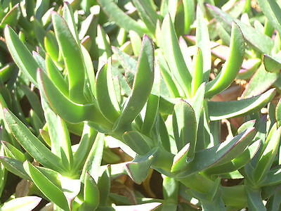 ไอซ์แพล้นท์ (Ice Plant) สีขาว / 100 เม็ด (USA)