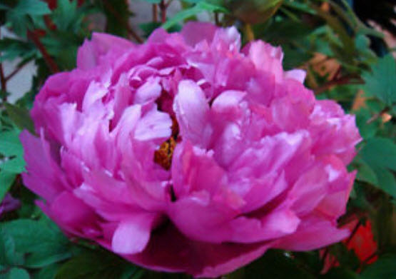 โบตั๋น (Peony) ม่วง / 10 เม็ด (นอก)