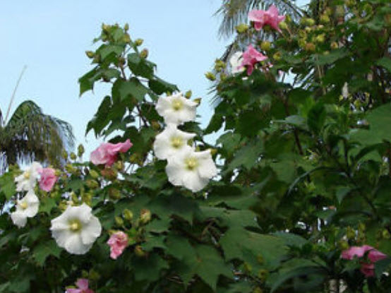 พุดตาน กลีบชั้นเดียว (Single Cotton rose) / 5 เม็ด (USA)